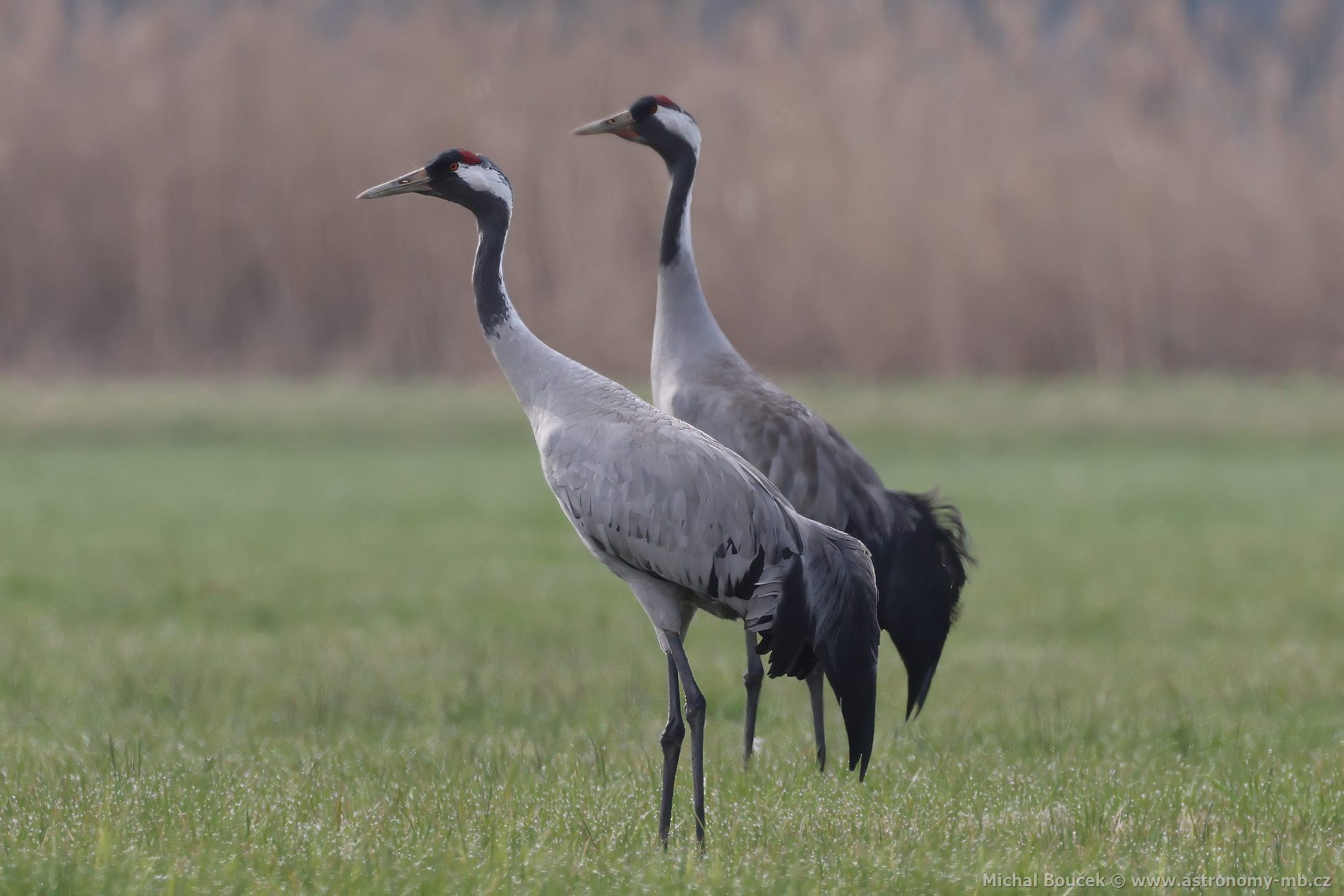 Jeřáb popelavý (Grus grus) Jeřáb popelavý (Grus grus)