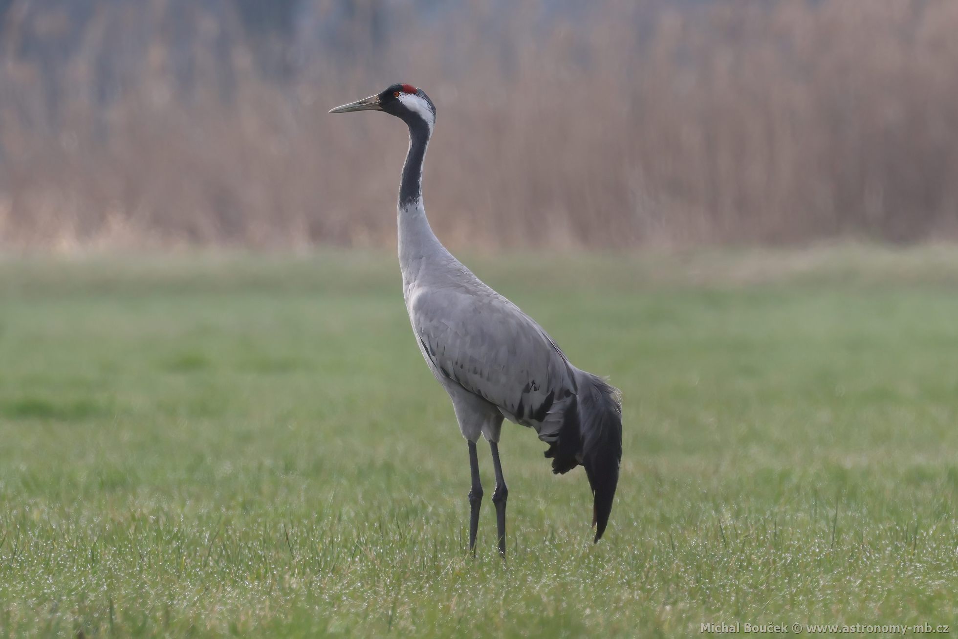 Jeřáb popelavý (Grus grus) Jeřáb popelavý (Grus grus)