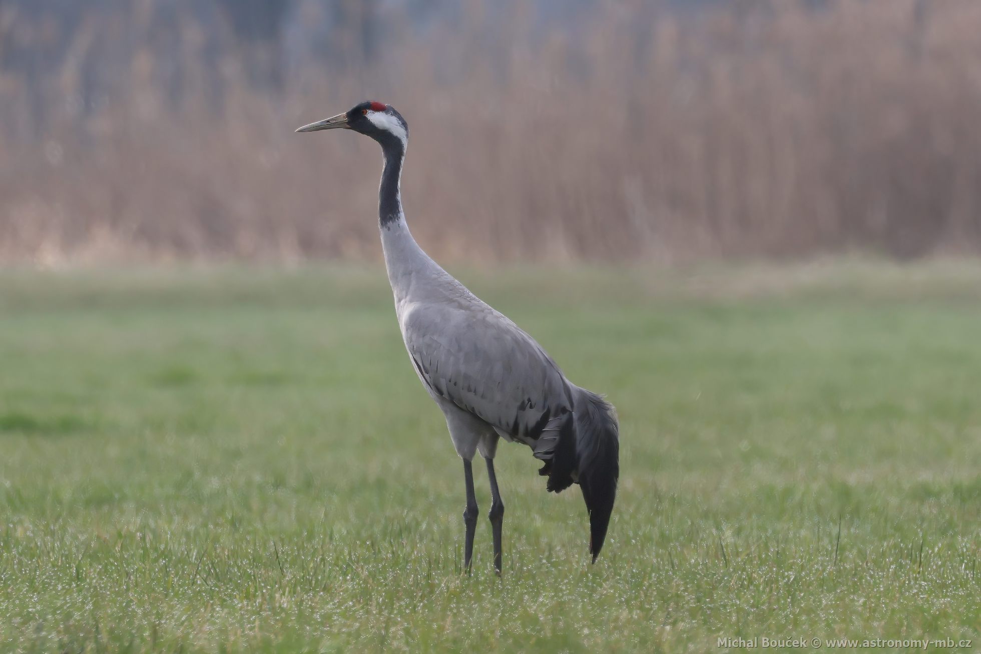 Jeřáb popelavý (Grus grus) Jeřáb popelavý (Grus grus)