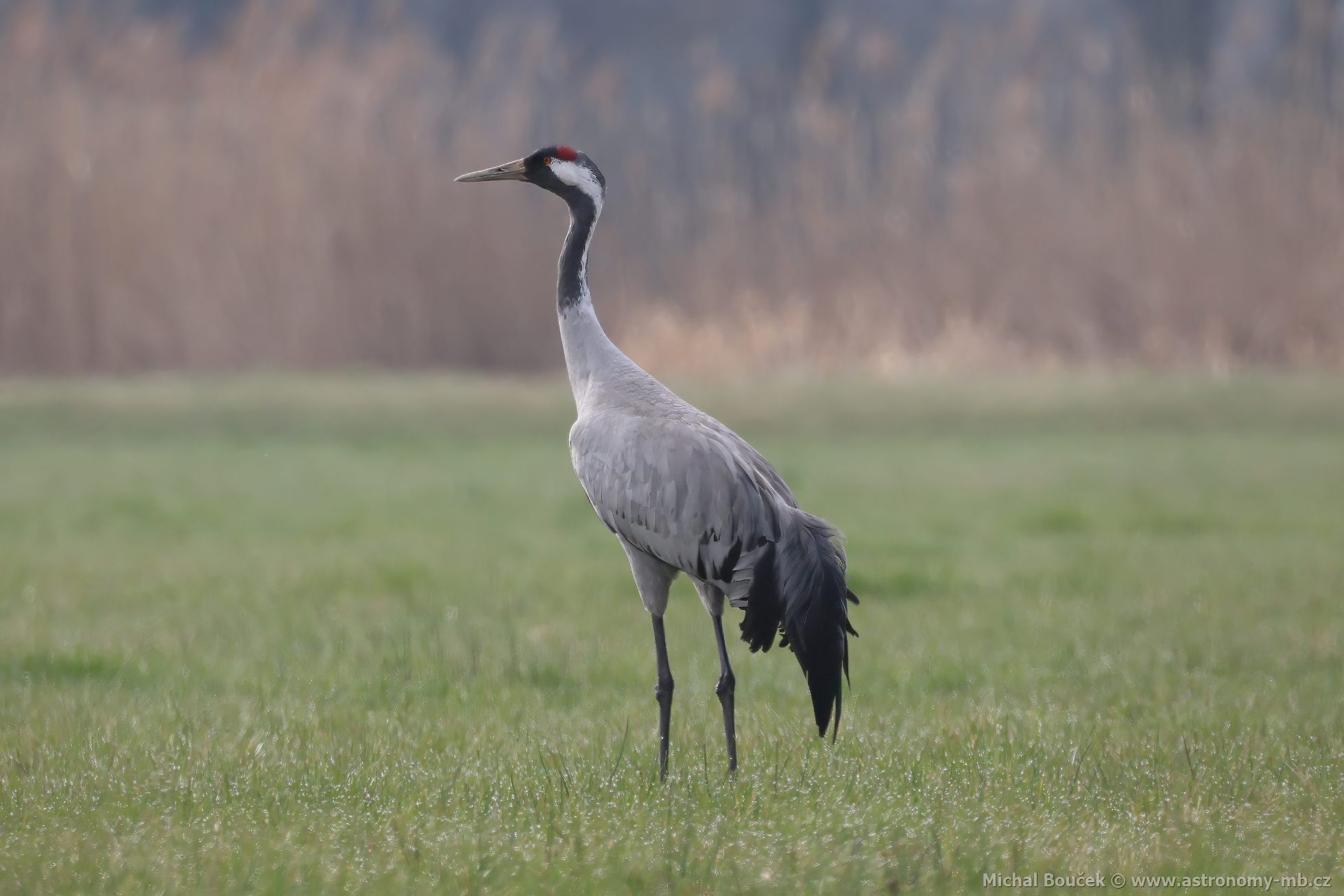 Jeřáb popelavý (Grus grus) Jeřáb popelavý (Grus grus)