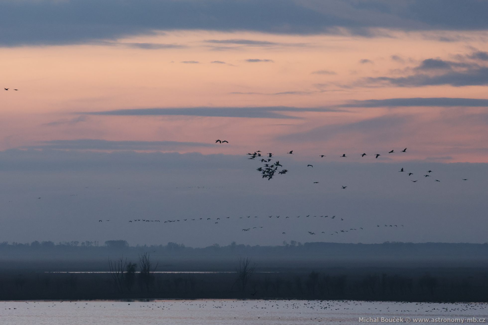 Jeřáb popelavý (Grus grus) Jeřáb popelavý (Grus grus)