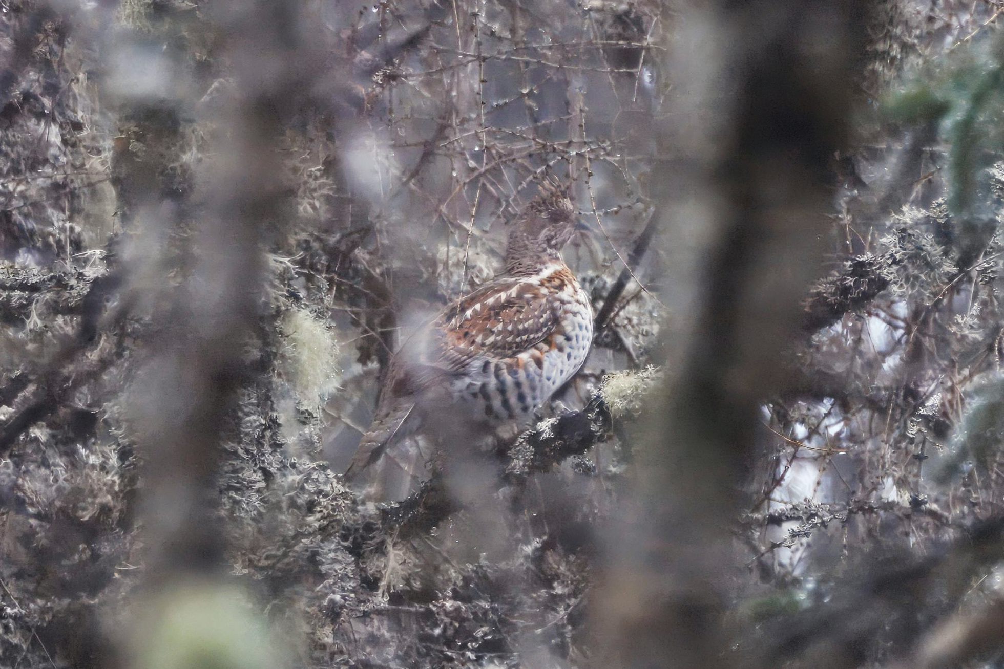 Jeábek lesní (Tetrastes bonasia)