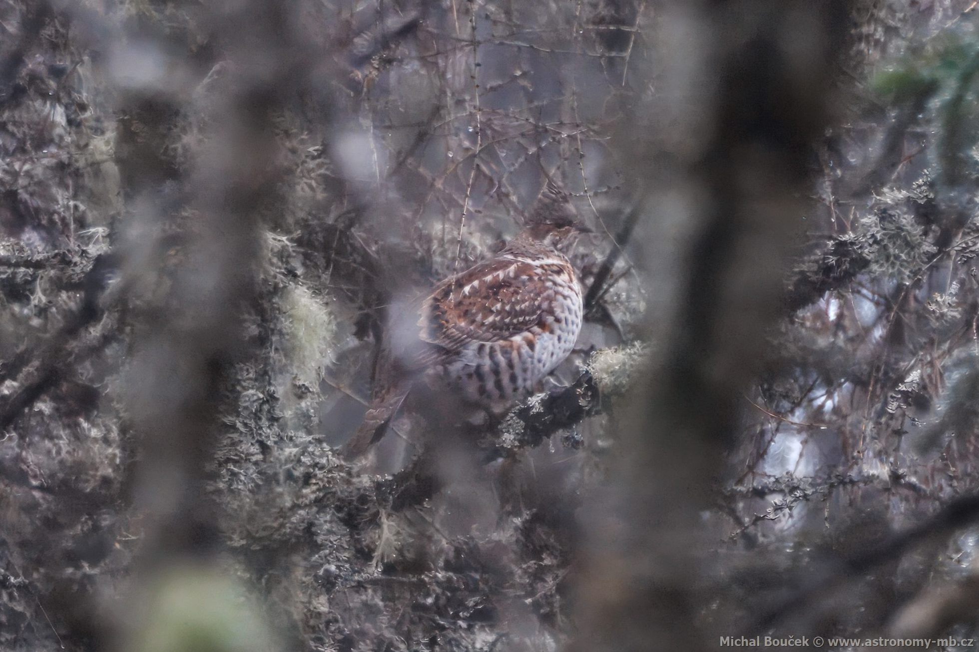 Jeábek lesní (Tetrastes bonasia)