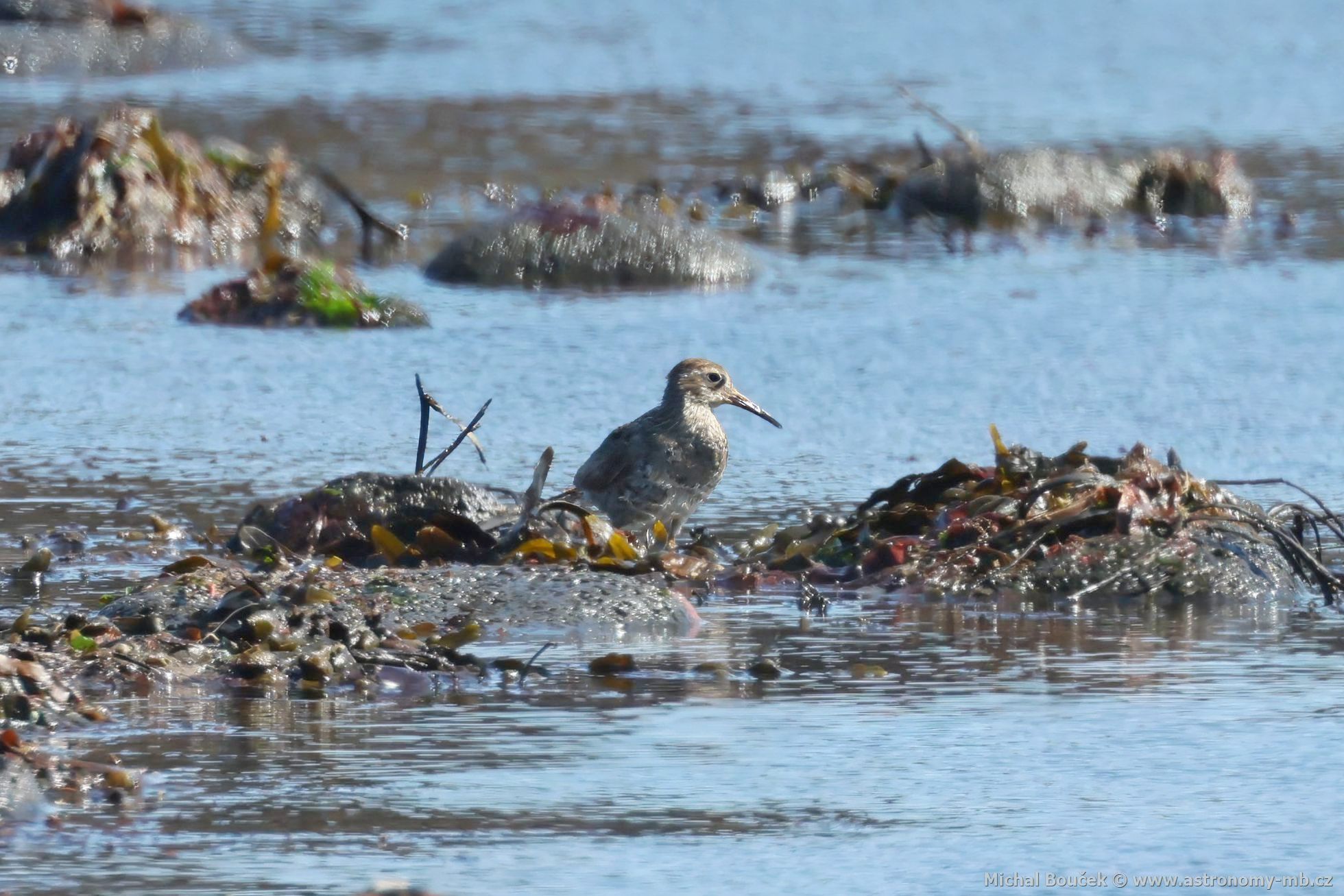 Jespák moský (Calidris maritima)