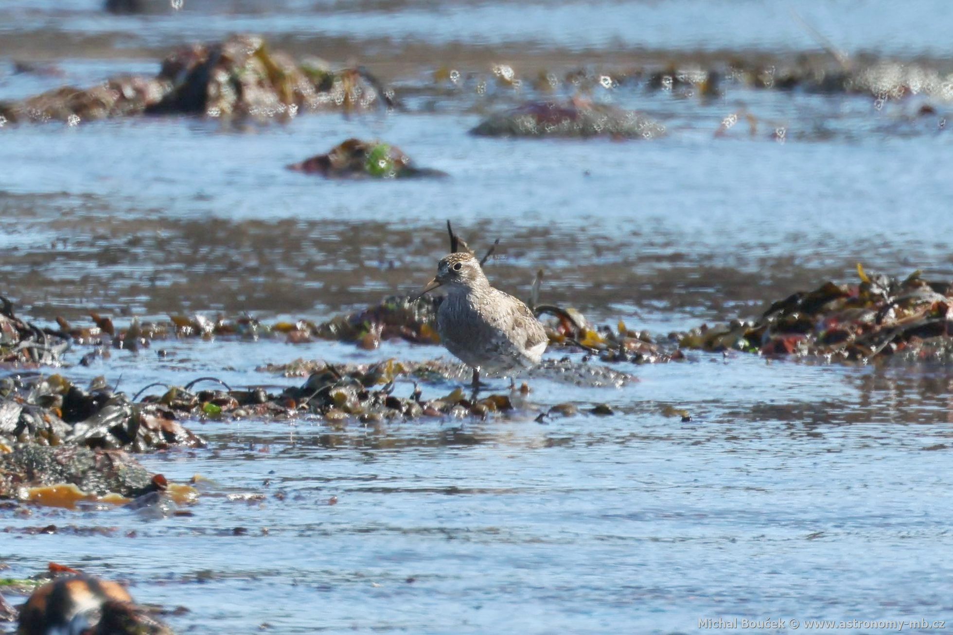 Jespák moský (Calidris maritima)