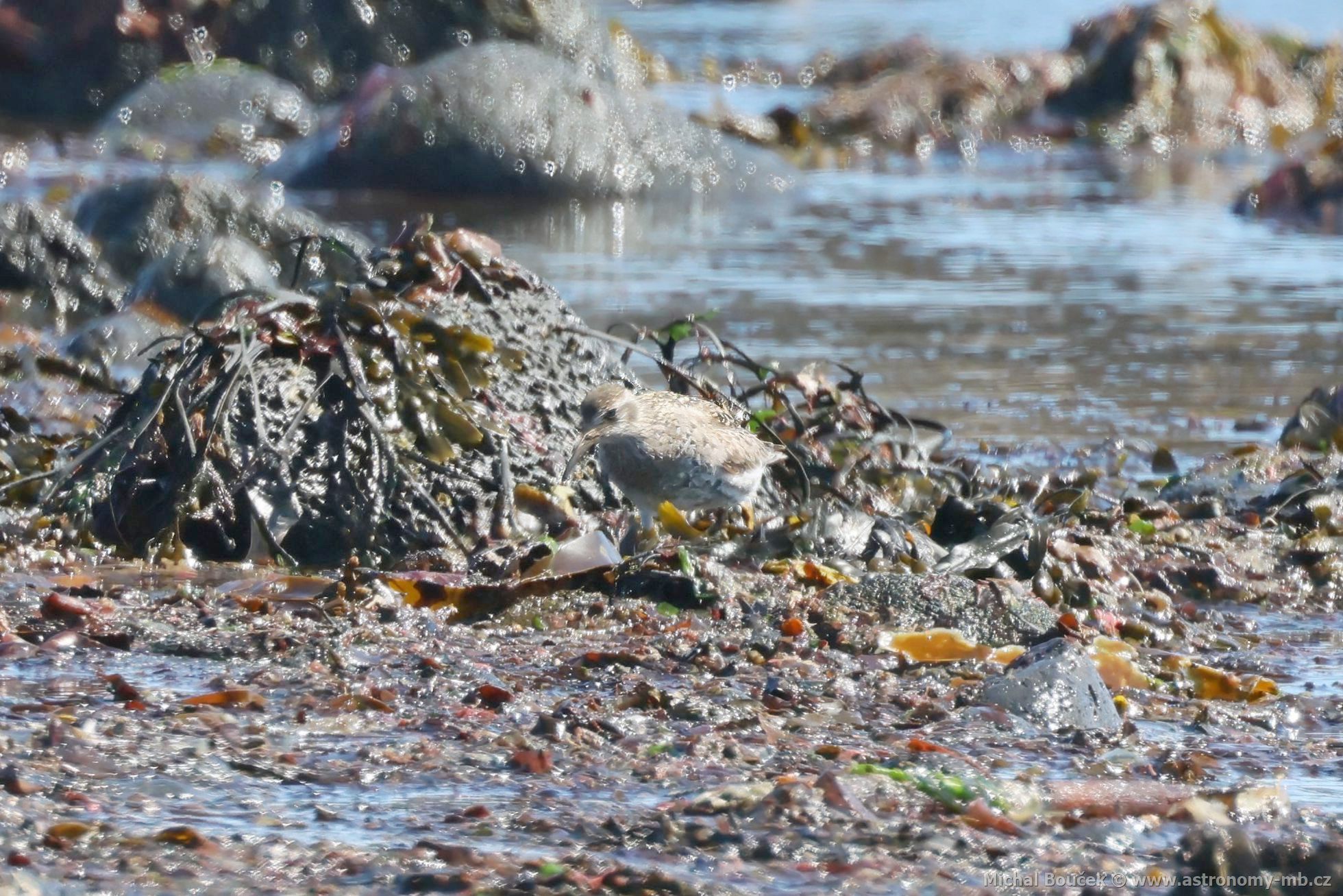 Jespák moský (Calidris maritima)