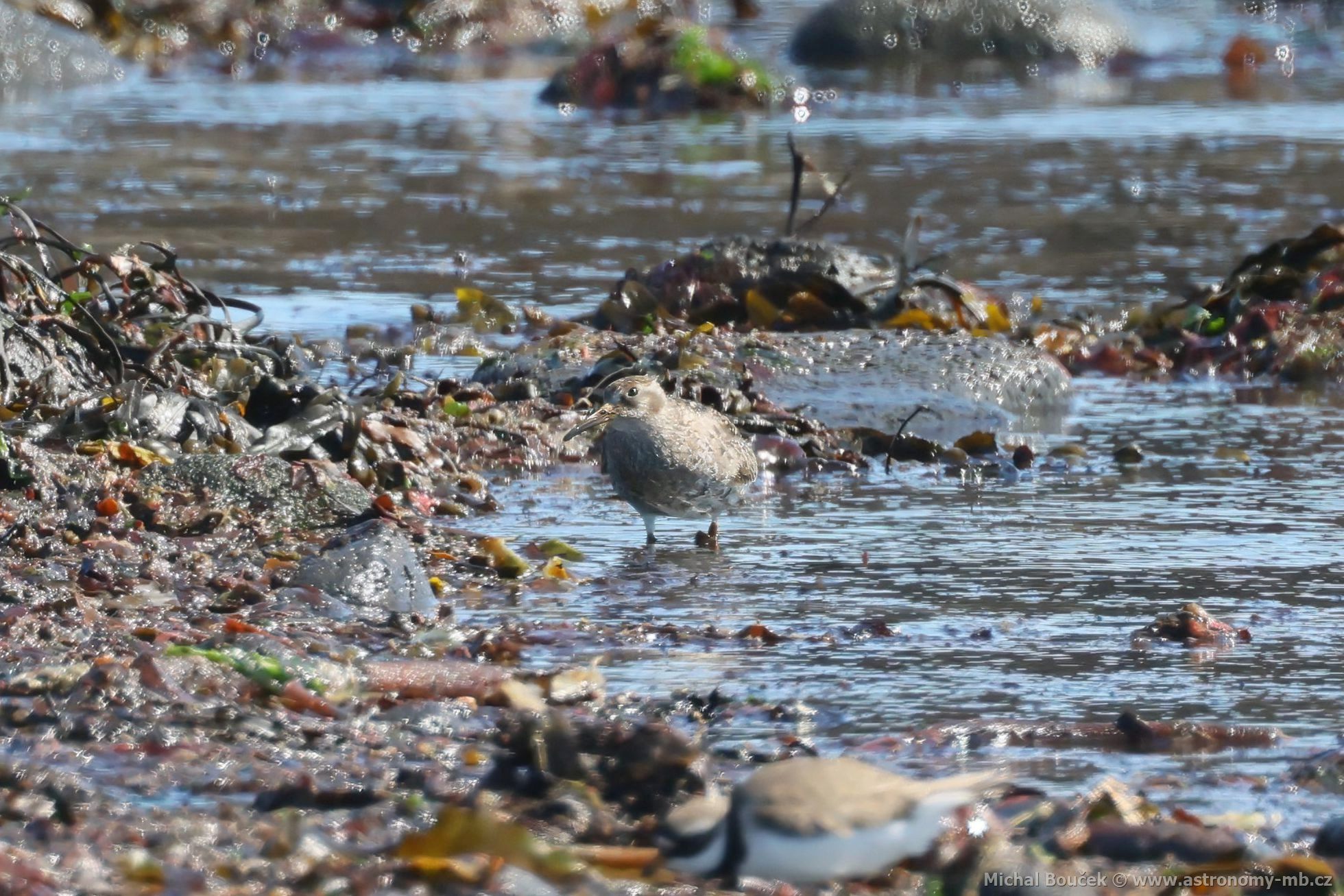 Jespák moský (Calidris maritima)