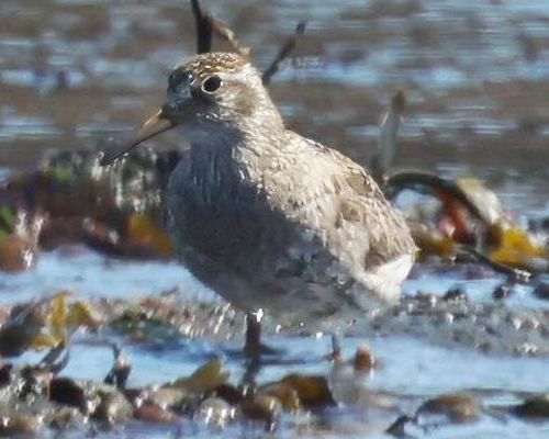 Jespák moský (Calidris maritima)