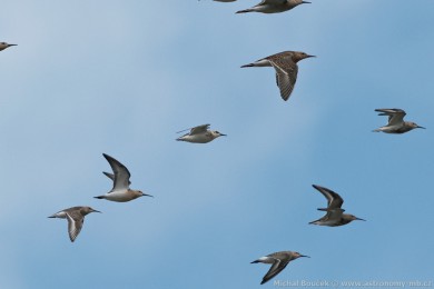 Jespák písečný (Calidris alba) Jespák písečný (Calidris alba)