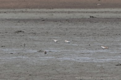 Jespák písečný (Calidris alba) Jespák písečný (Calidris alba)