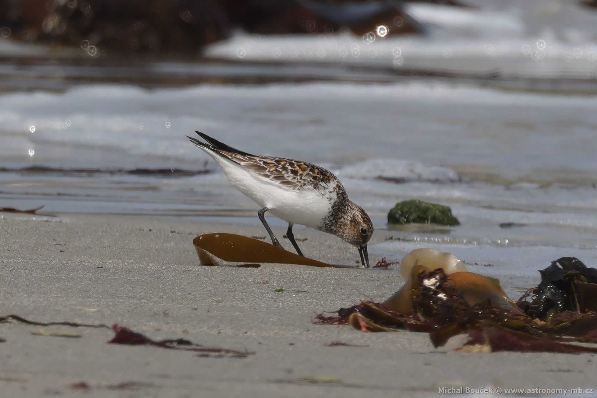 Jespák písečný (Calidris alba) Jespák písečný (Calidris alba)