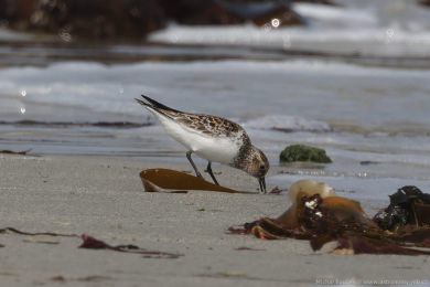 Jespák písečný (Calidris alba) Jespák písečný (Calidris alba)
