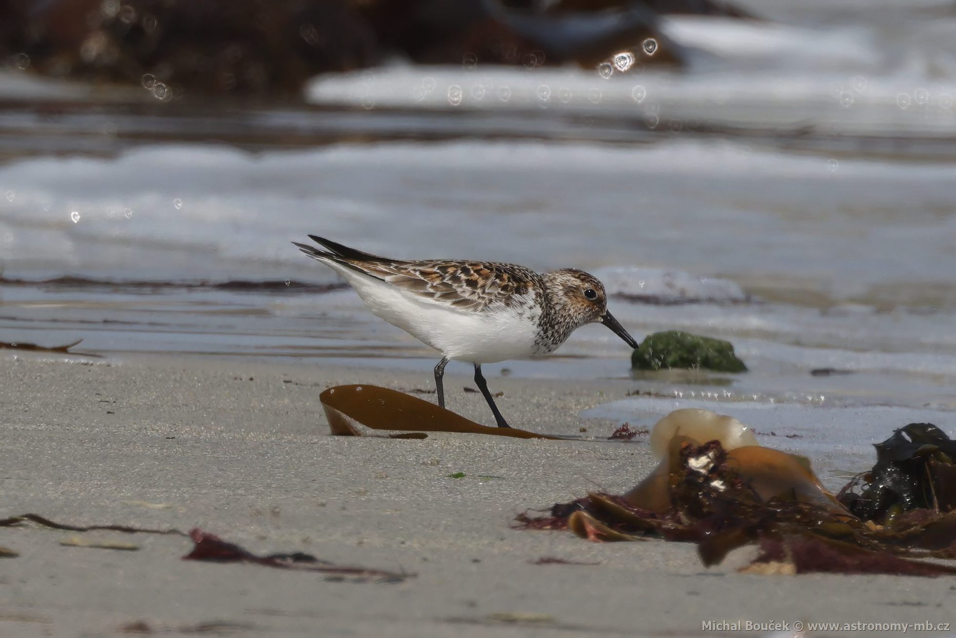 Jespák písečný (Calidris alba) Jespák písečný (Calidris alba)