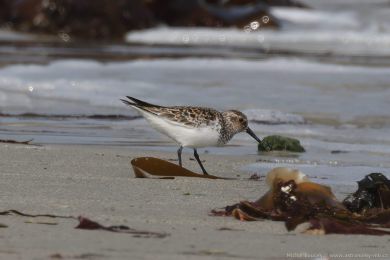 Jespák písečný (Calidris alba) Jespák písečný (Calidris alba)
