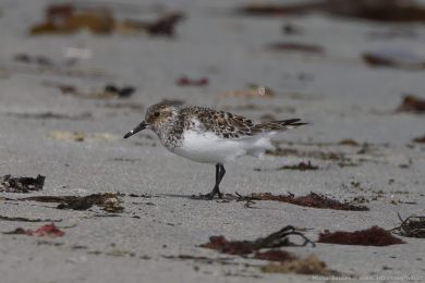 Jespák písečný (Calidris alba) Jespák písečný (Calidris alba)