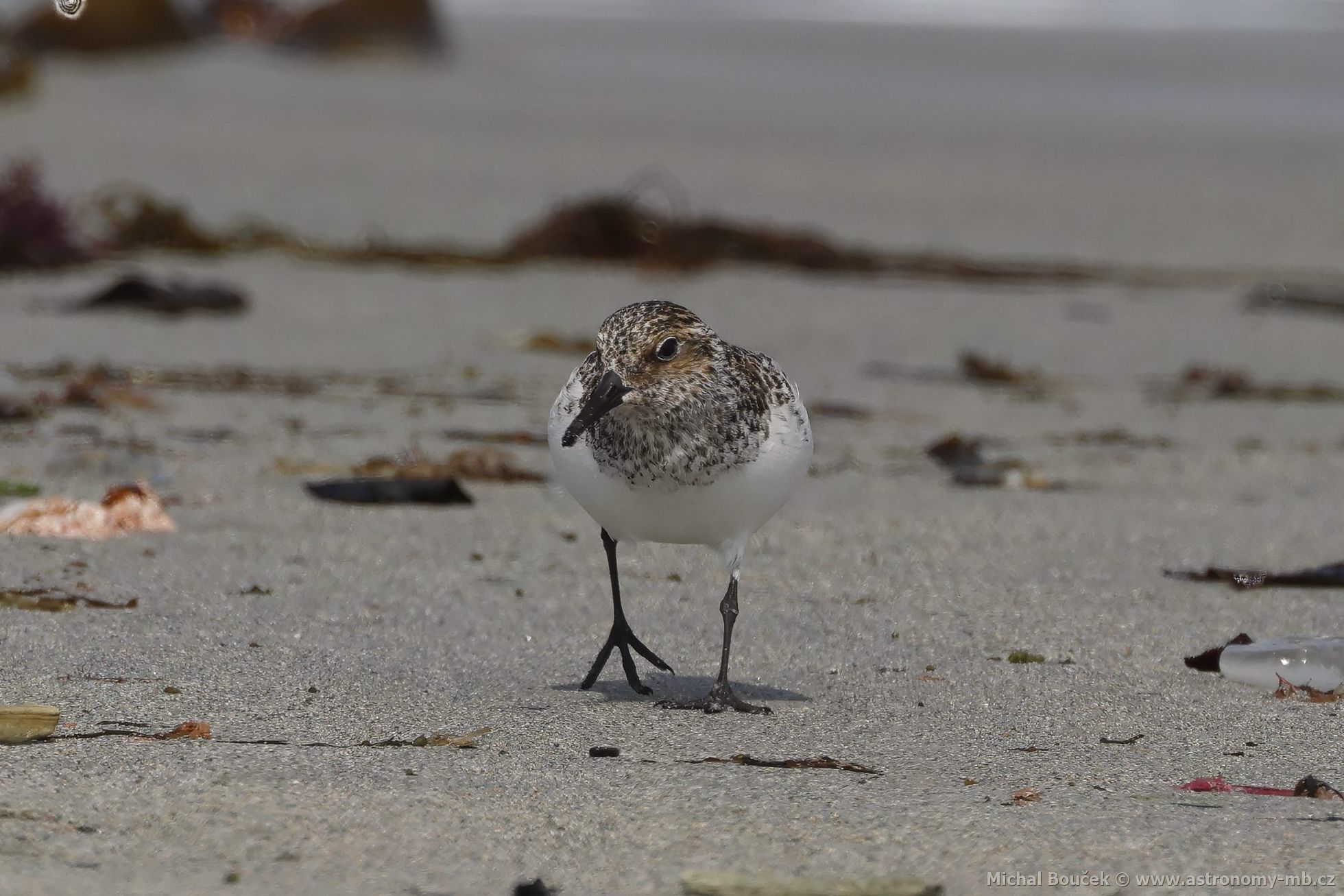 Jespák písečný (Calidris alba) Jespák písečný (Calidris alba)