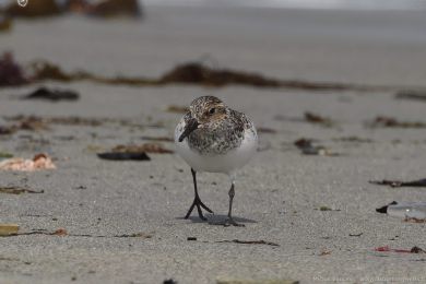 Jespák písečný (Calidris alba) Jespák písečný (Calidris alba)