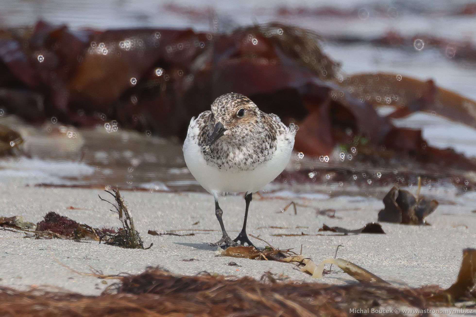 Jespák písečný (Calidris alba) Jespák písečný (Calidris alba)