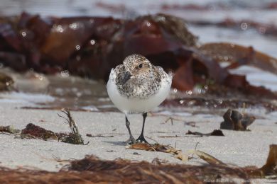 Jespák písečný (Calidris alba) Jespák písečný (Calidris alba)