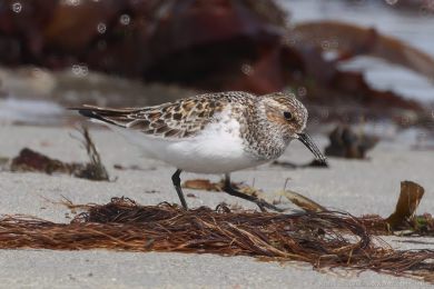 Jespák písečný (Calidris alba) Jespák písečný (Calidris alba)