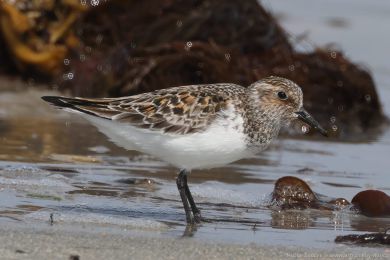 Jespák písečný (Calidris alba) Jespák písečný (Calidris alba)