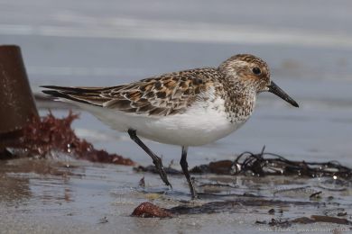 Jespák písečný (Calidris alba) Jespák písečný (Calidris alba)