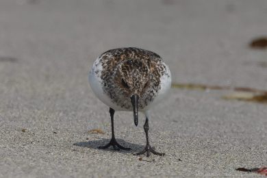 Jespák písečný (Calidris alba) Jespák písečný (Calidris alba)