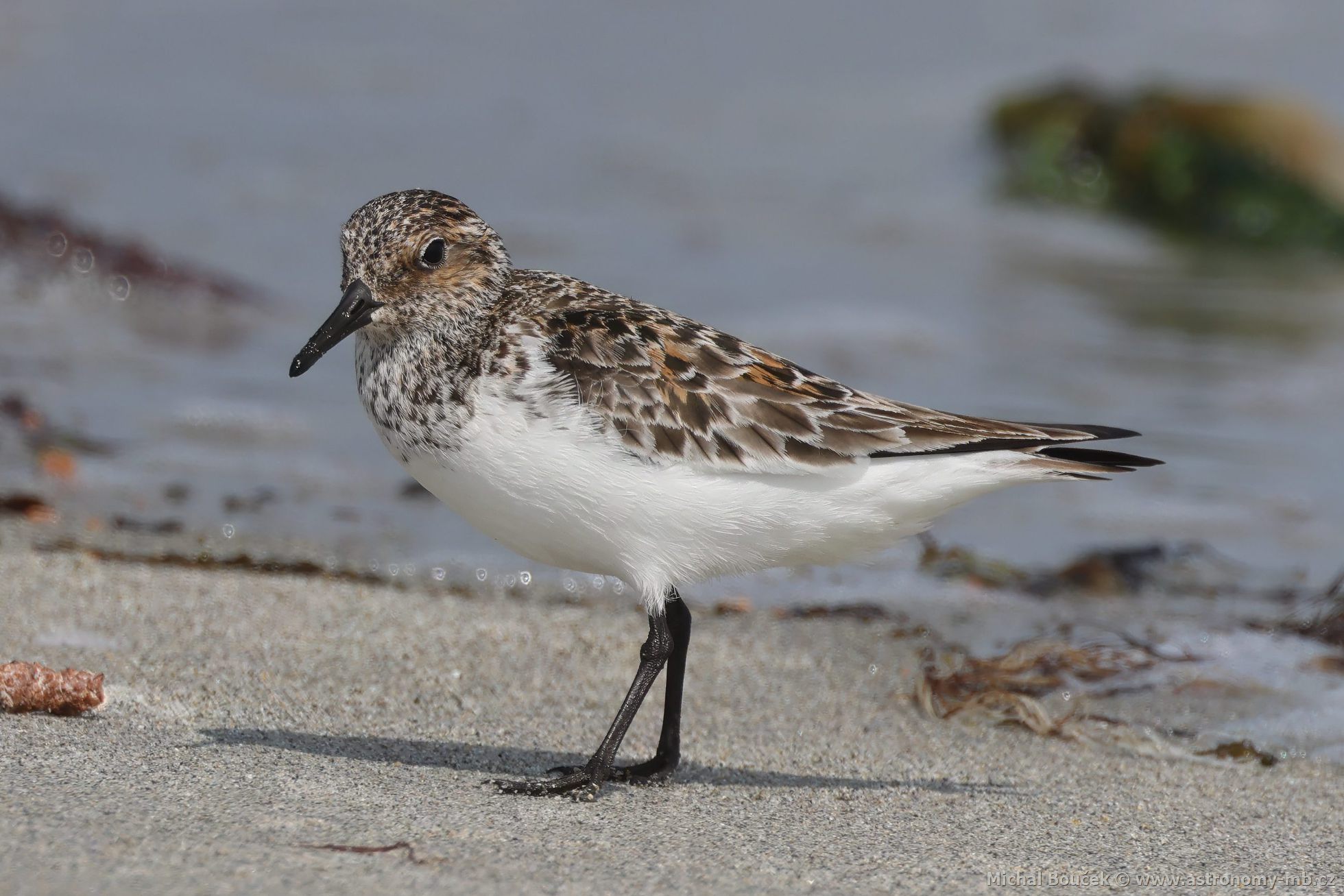 Jespák písečný (Calidris alba) Jespák písečný (Calidris alba)