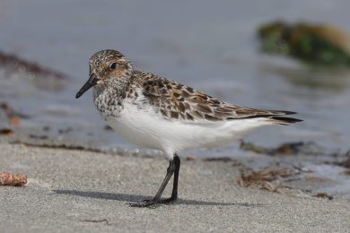 Jespák písečný (Calidris alba) Jespák písečný (Calidris alba)