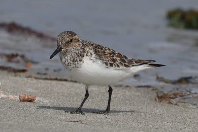 Jespák písečný (Calidris alba) Jespák písečný (Calidris alba)