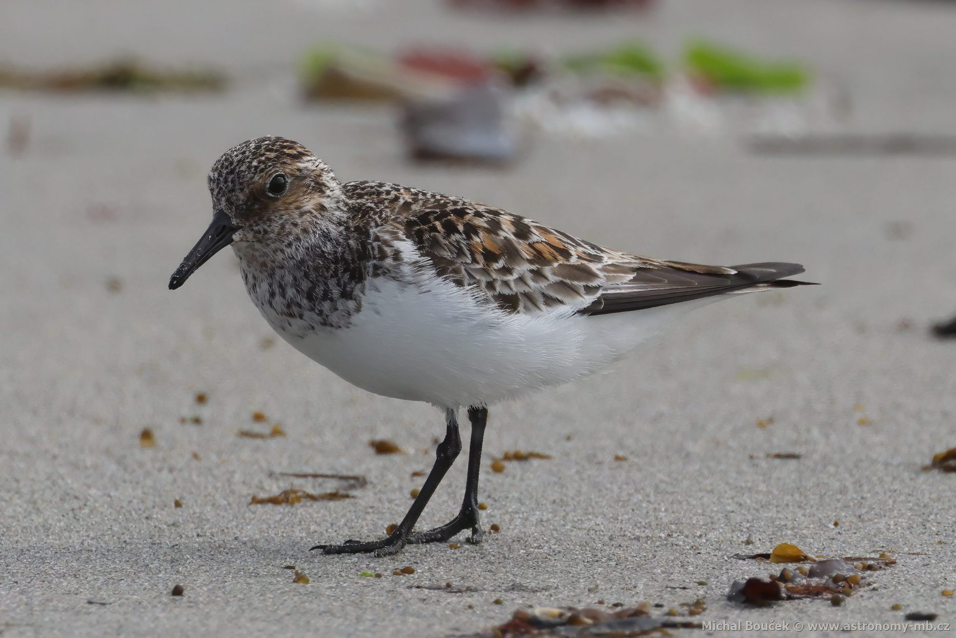 Jespák písečný (Calidris alba) Jespák písečný (Calidris alba)