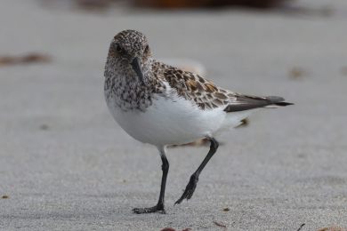 Jespák písečný (Calidris alba) Jespák písečný (Calidris alba)