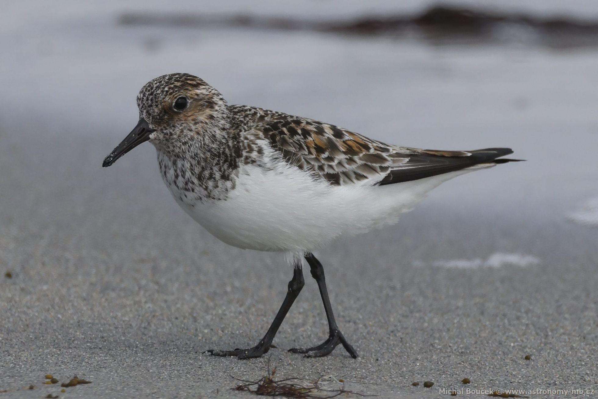 Jespák písečný (Calidris alba) Jespák písečný (Calidris alba)