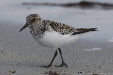 Jespák písečný (Calidris alba) Jespák písečný (Calidris alba)