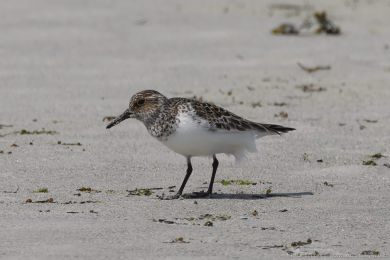 Jespák písečný (Calidris alba) Jespák písečný (Calidris alba)