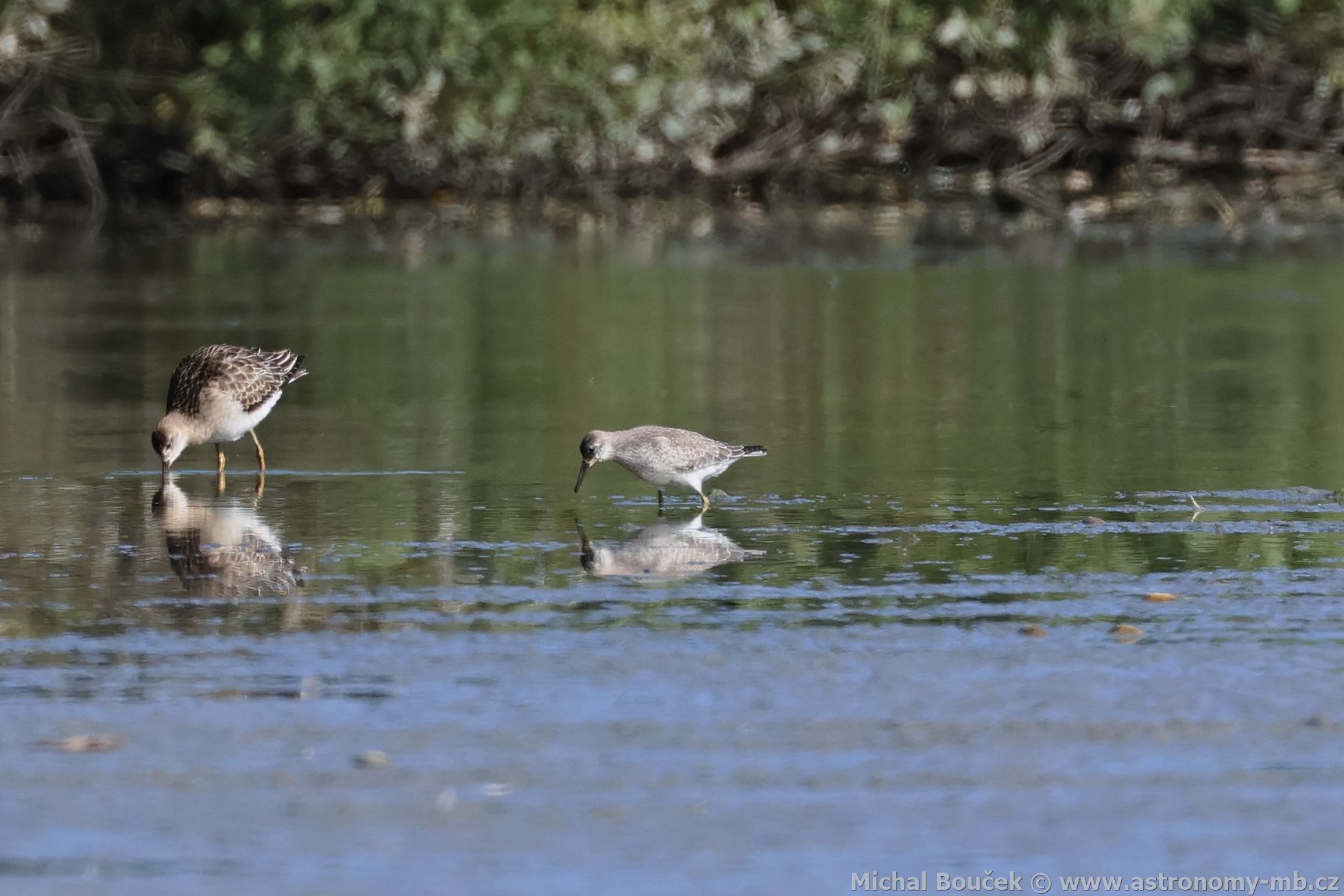 Jespák rezavý (Calidris canutus)