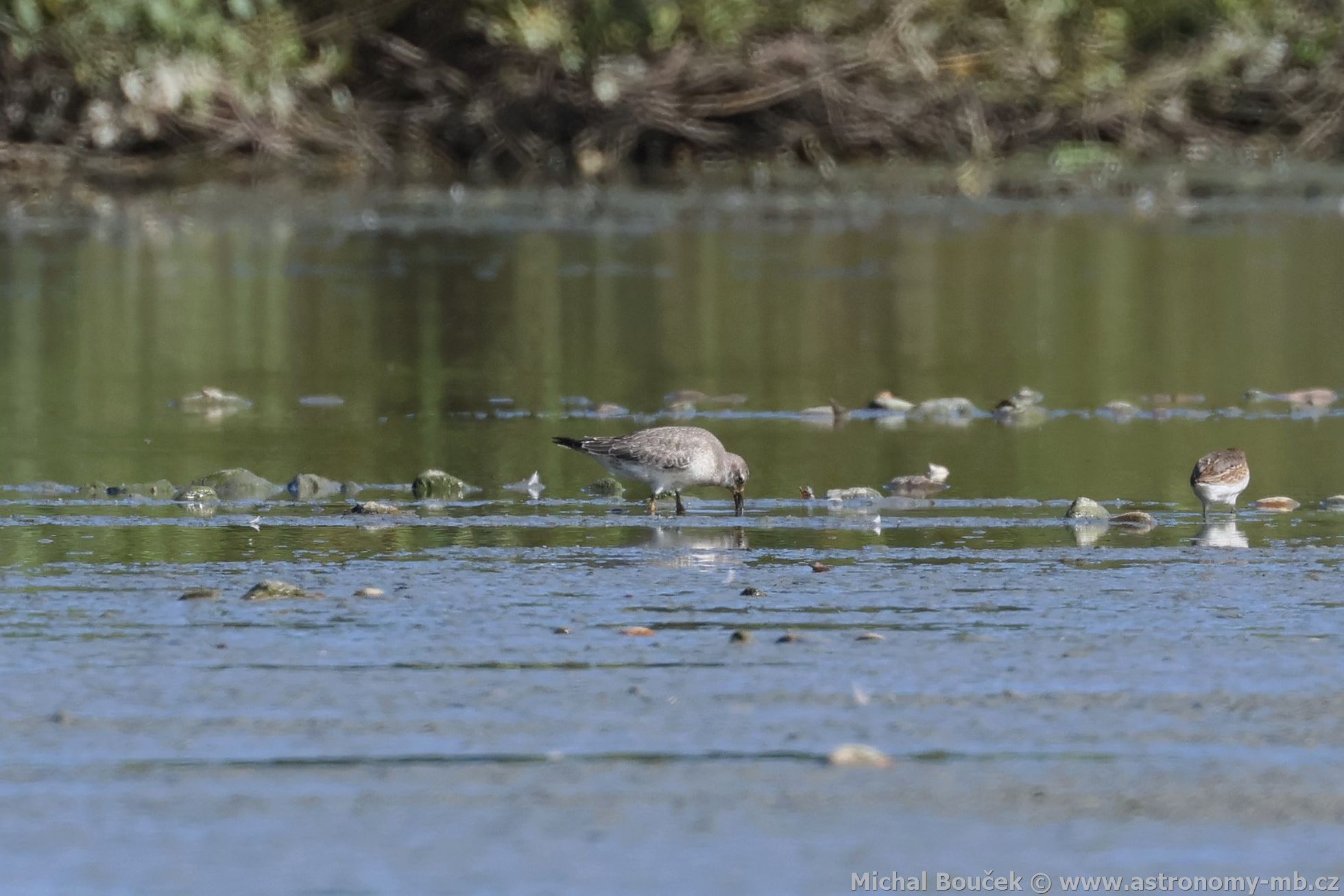 Jespák rezavý (Calidris canutus)