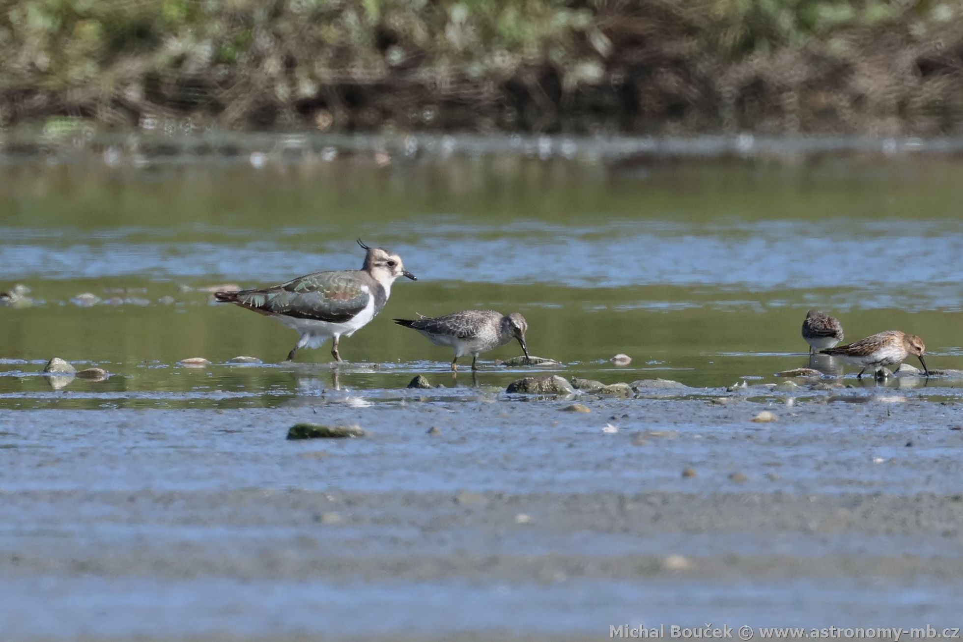 Jespák rezavý (Calidris canutus)