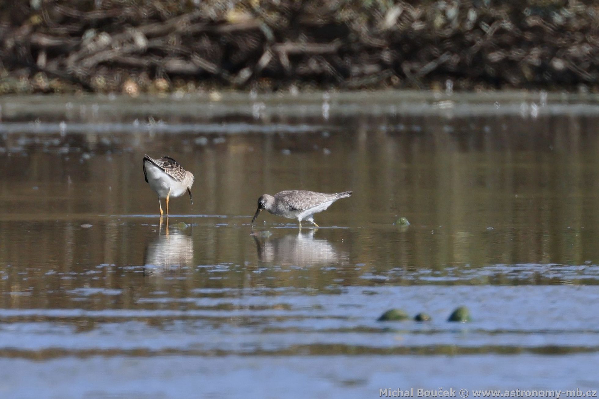 Jespák rezavý (Calidris canutus)