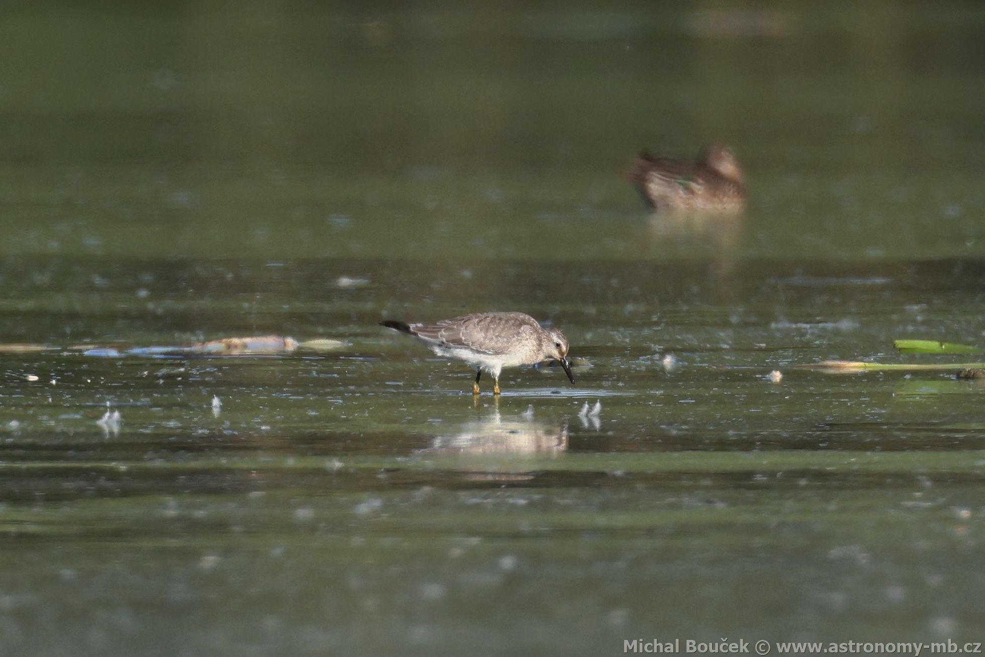 Jespák rezavý (Calidris canutus)