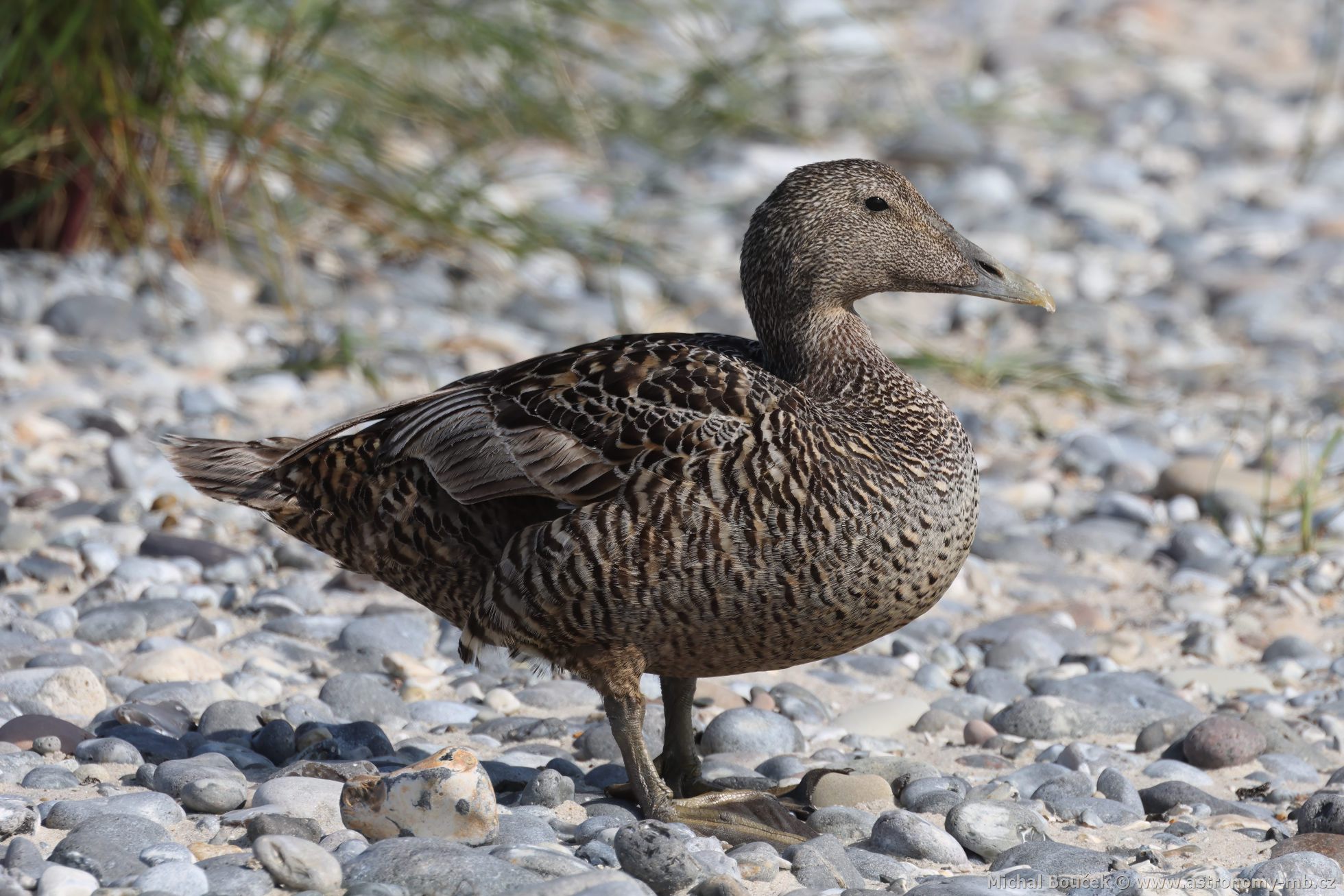 Kajka moøská (Somateria mollissima) Kajka moøská (Somateria mollissima)