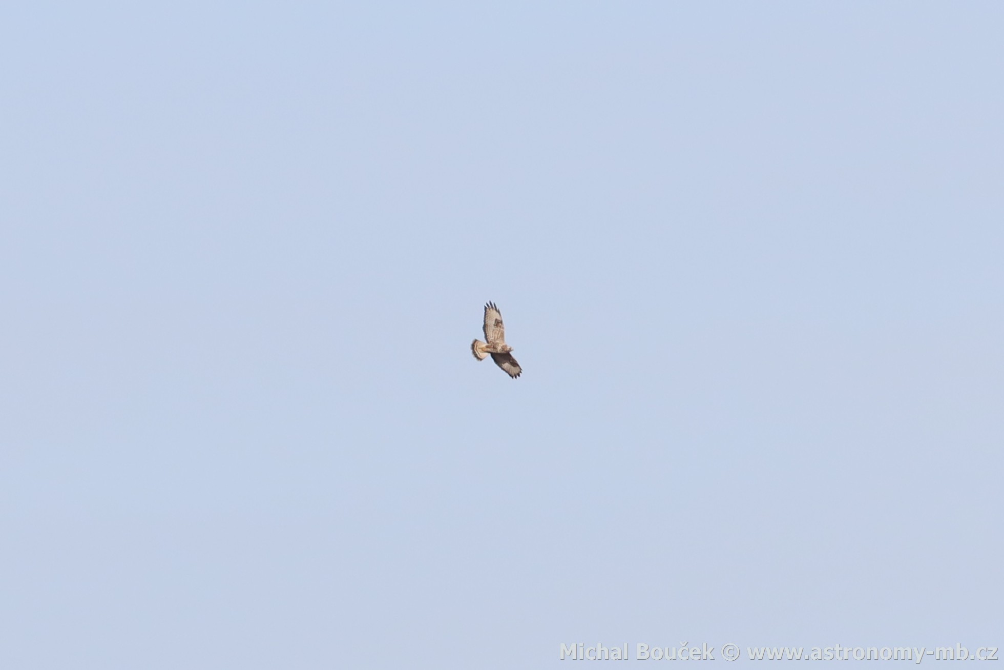 Kán rousná (Buteo lagopus)