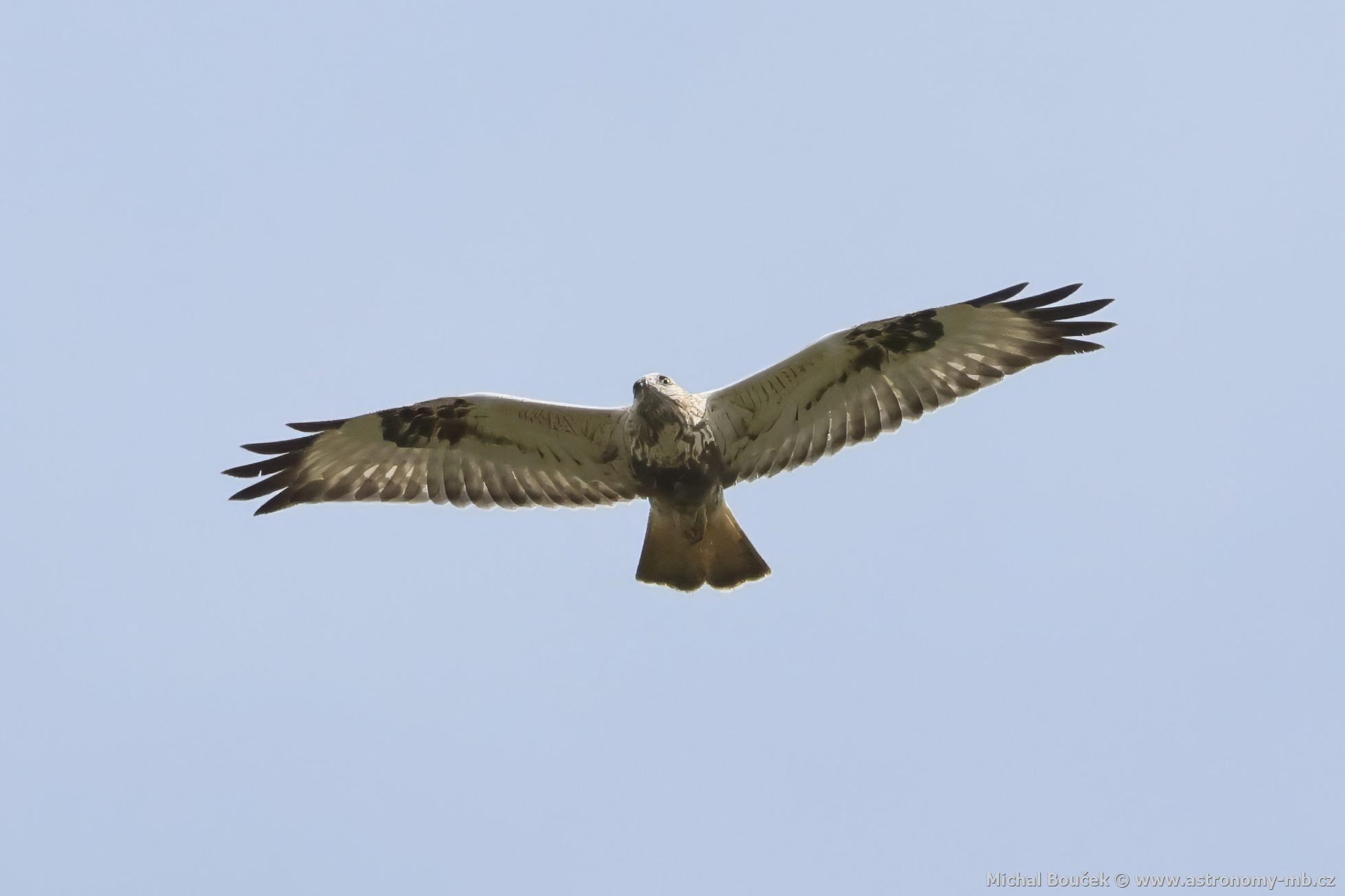 Kán rousná (Buteo lagopus)