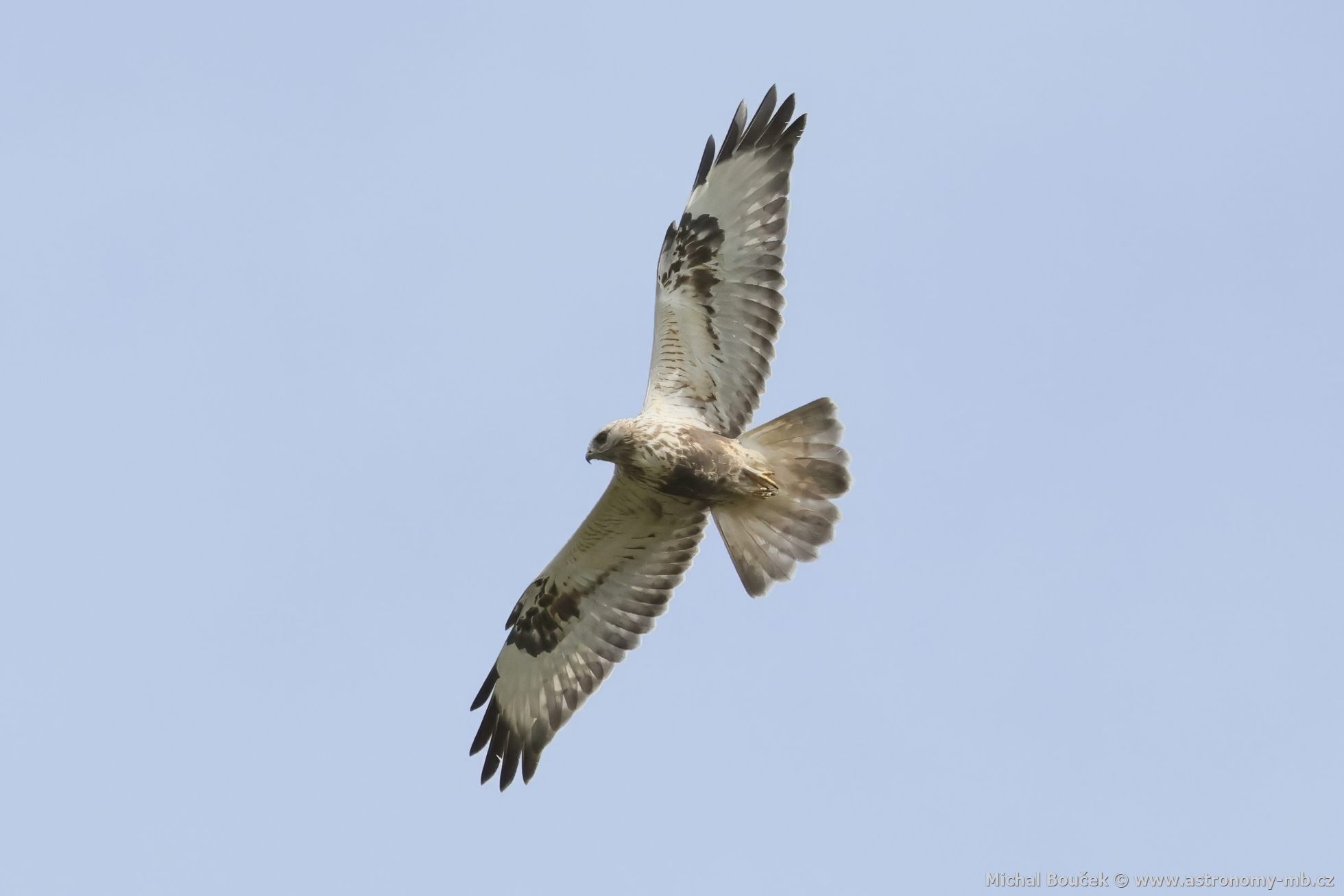 Kán rousná (Buteo lagopus)