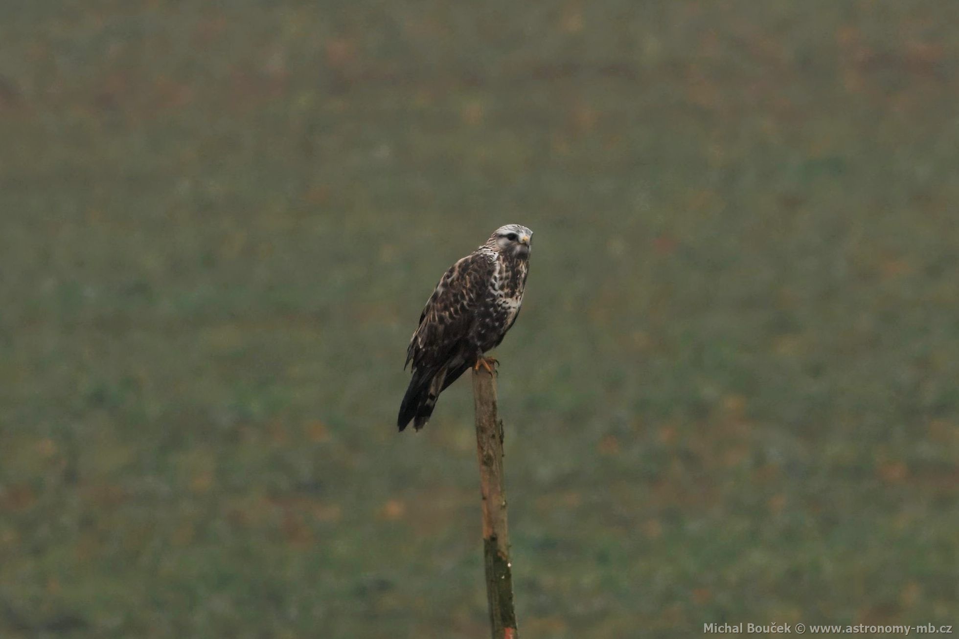 Kán rousná (Buteo lagopus)