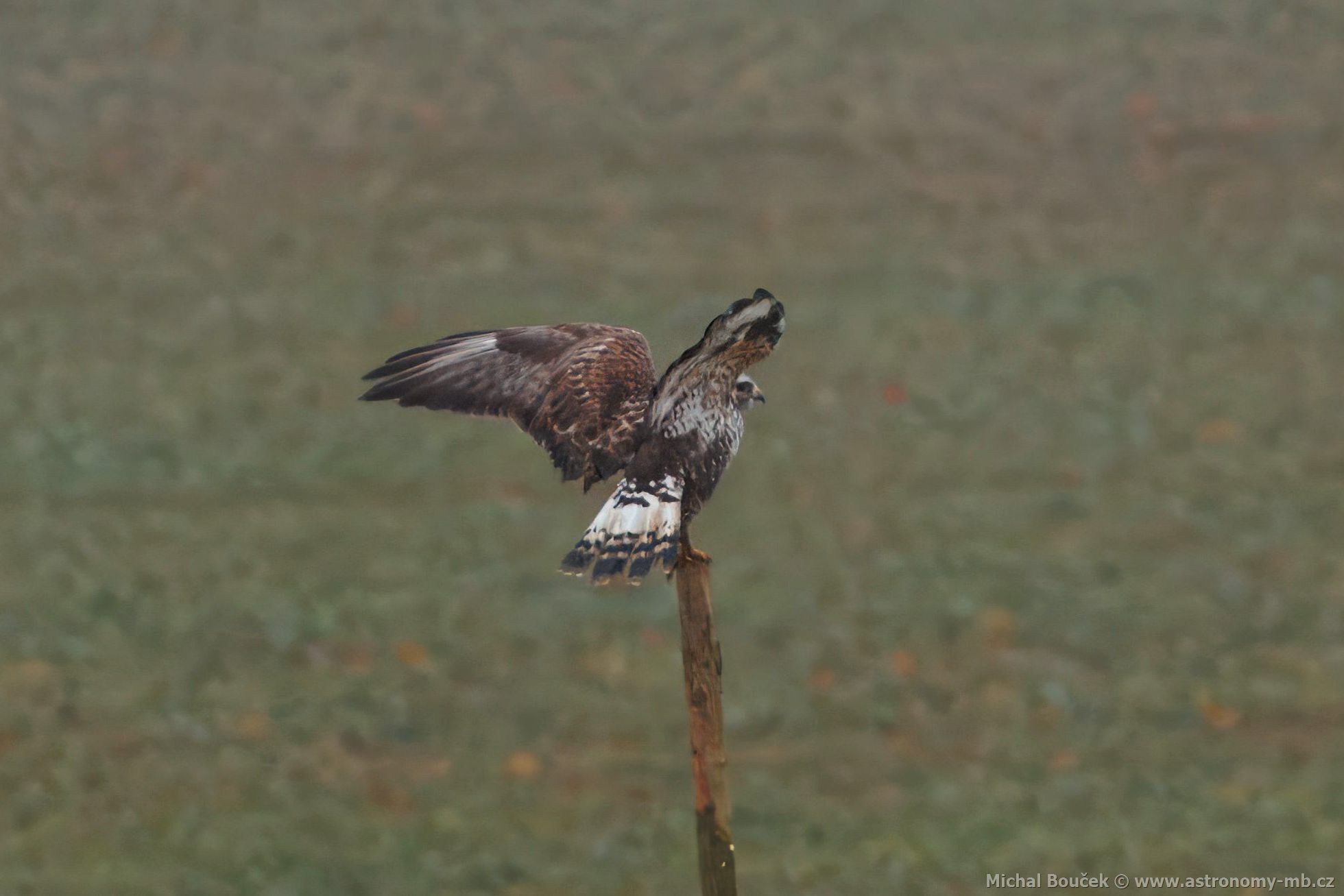 Kán rousná (Buteo lagopus)
