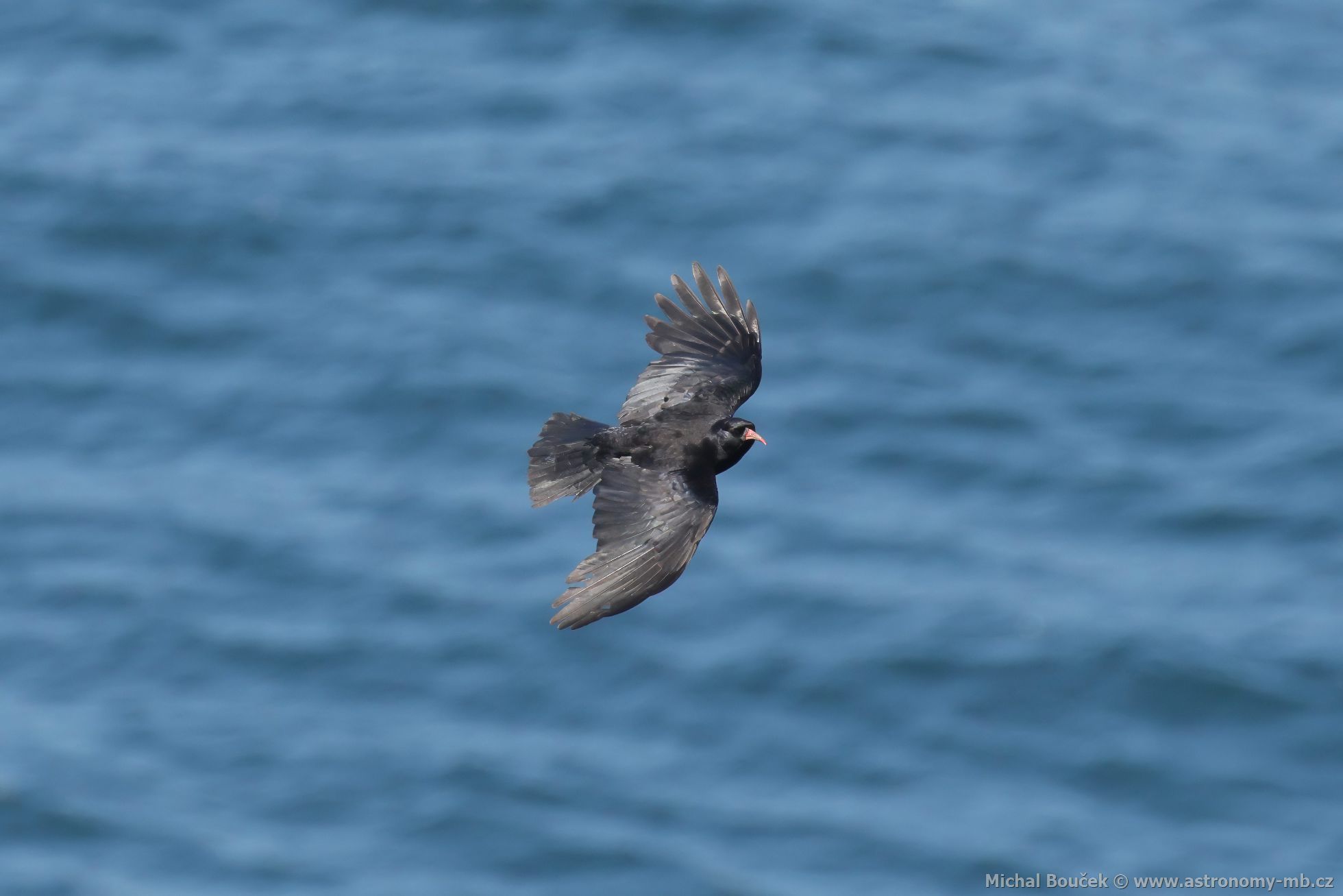 Kave ervenozobé (Pyrrhocorax pyrrhocorax)