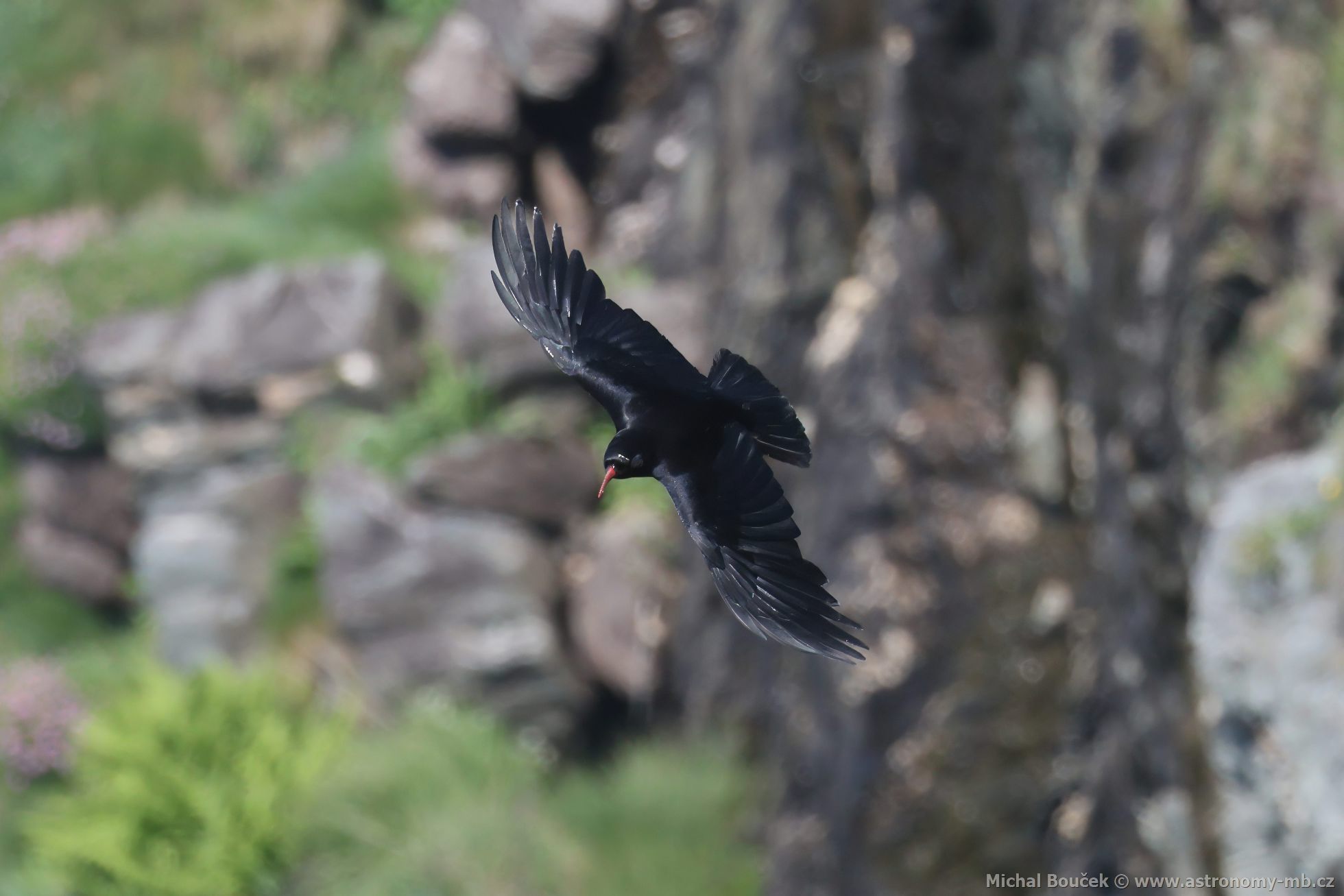 Kave ervenozobé (Pyrrhocorax pyrrhocorax)