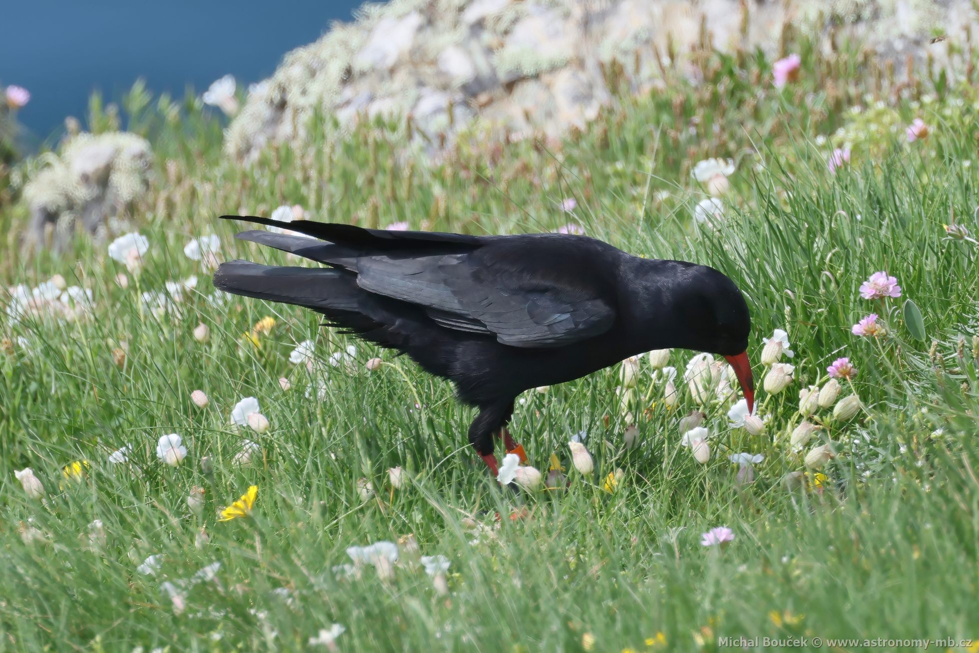 Kave ervenozobé (Pyrrhocorax pyrrhocorax)