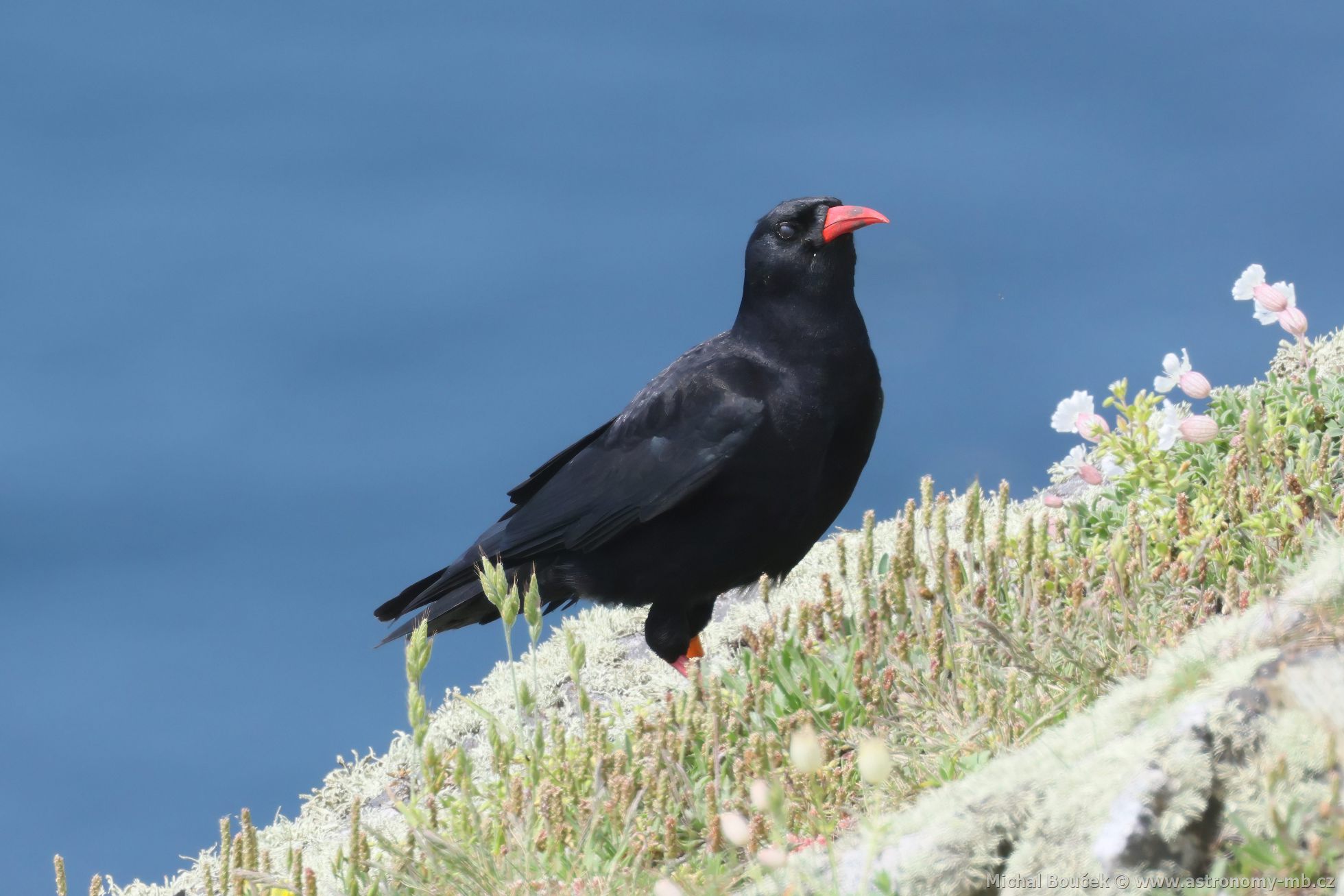 Kave ervenozobé (Pyrrhocorax pyrrhocorax)